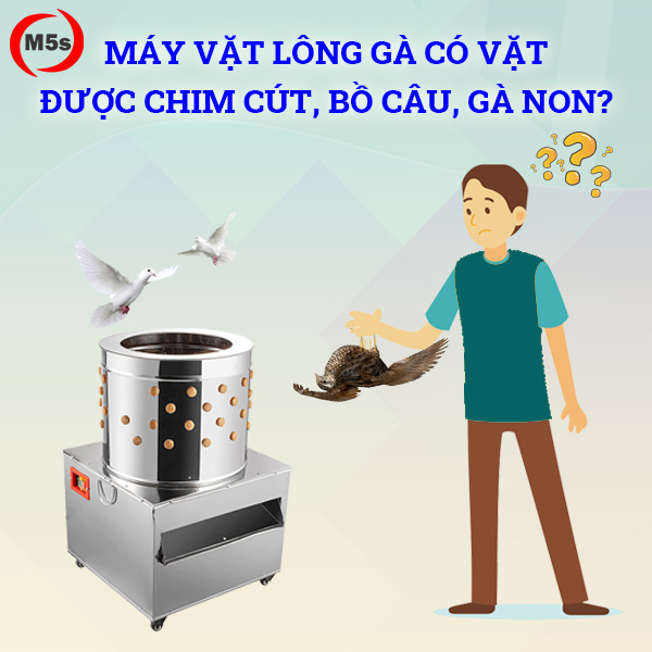 Liệu máy vặt lông gà có vặt được chim cút, bồ câu, gà non?
