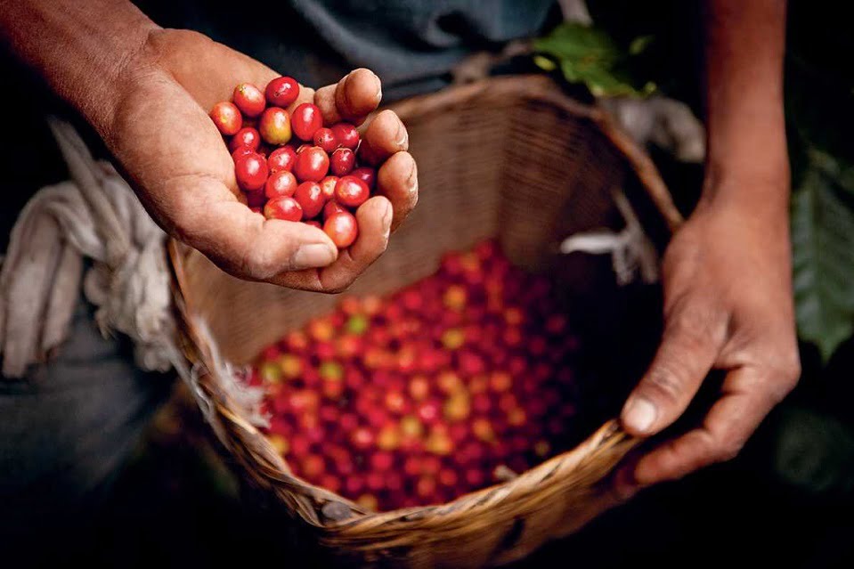 Vùng trồng cà phê nổi tiếng - Nơi cà phê trở thành quốc bảo