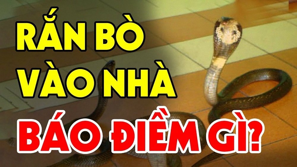 Rắn vào nhà là điềm gì? Hên hay xui? Cách xử lý như thế nào?