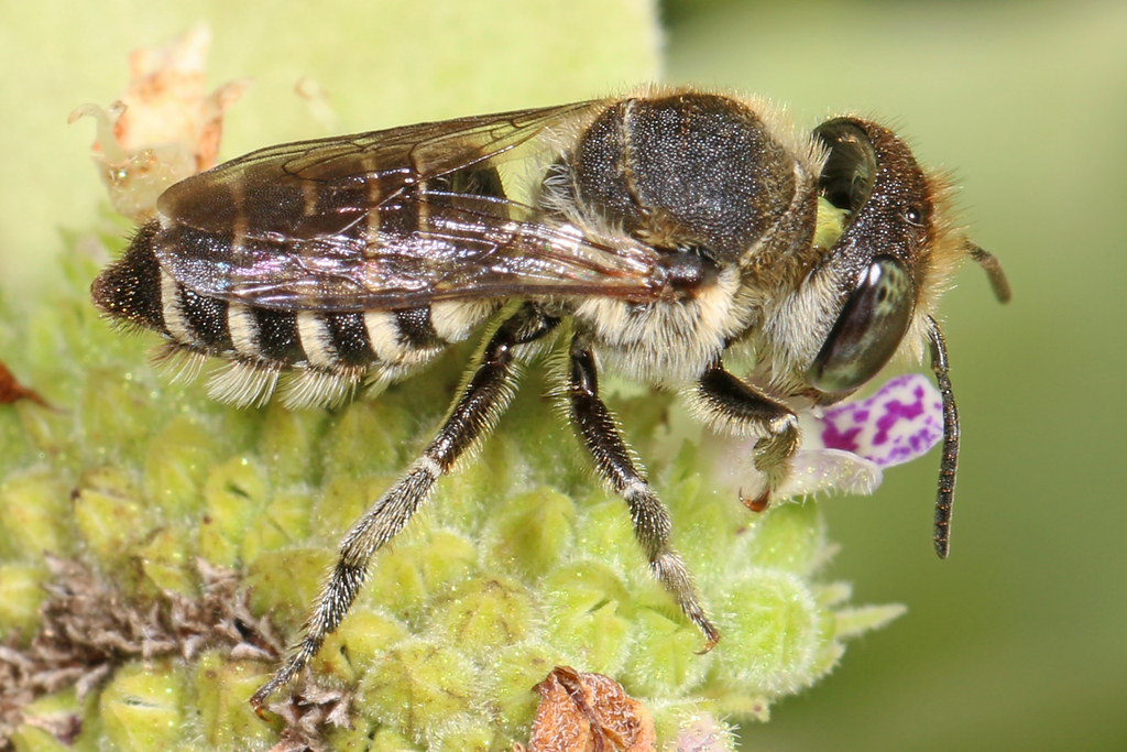 Bees Pest Removal Box HiIl | Bee Control Service Box HiIl