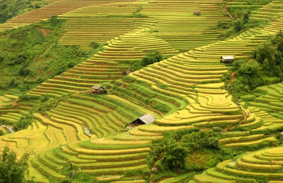 Hoàng Su Phì ở đâu? Khám phá ruộng bậc thang đẹp nhất Hà Giang