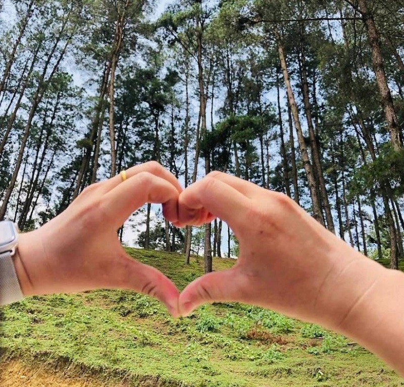 Rừng thông Yên Minh Hà Giang: Điểm check in đẹp đáng đến