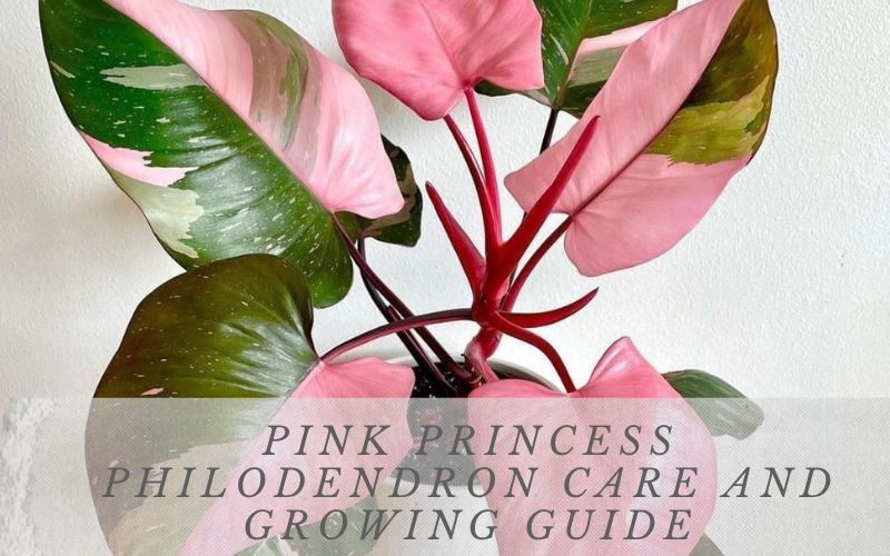 Pink Princess Philodendron Care and Growing Guide