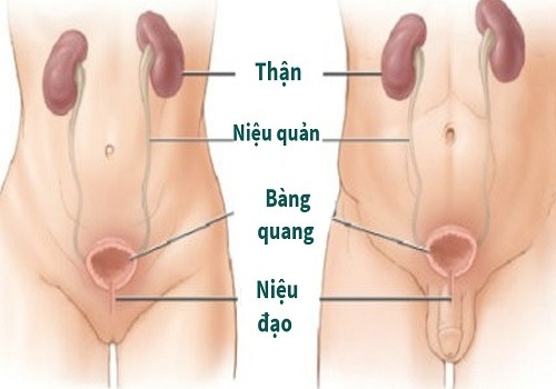 Bệnh viêm đường tiết niệu cấp nam và nữ – tìm hiểu ngay