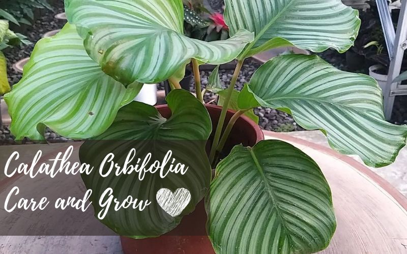 Calathea Orbifolia Care And Grow: The Ultimate Guide (2022)