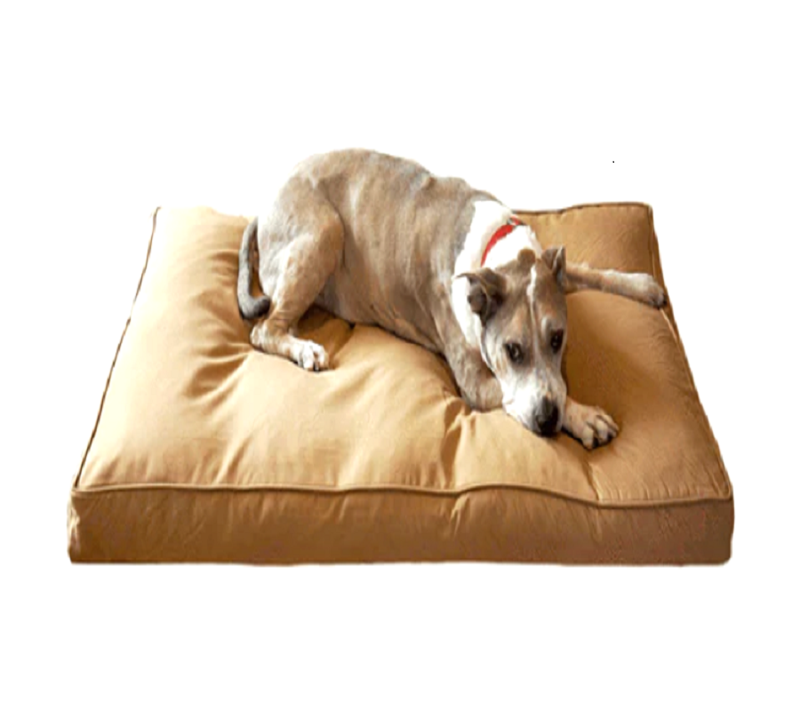 Top Reasons To Invest In A Large Chew-Resistant Dog Bed | Zupyak