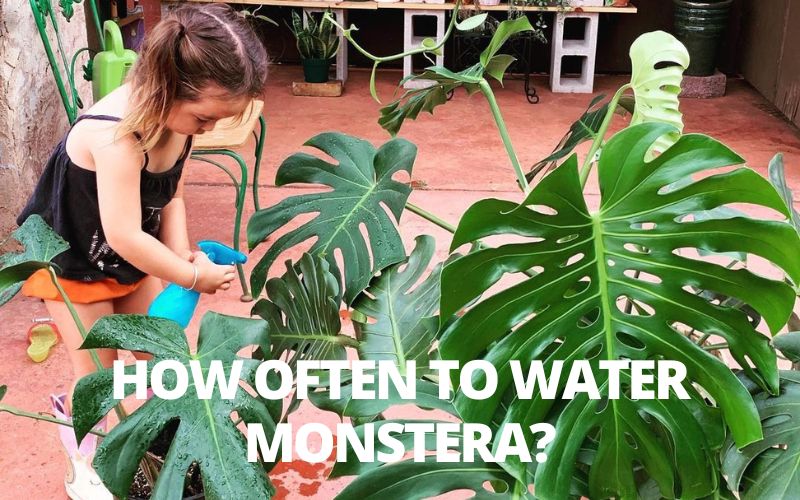 How often to Water Monstera Plant for Optimal Growth