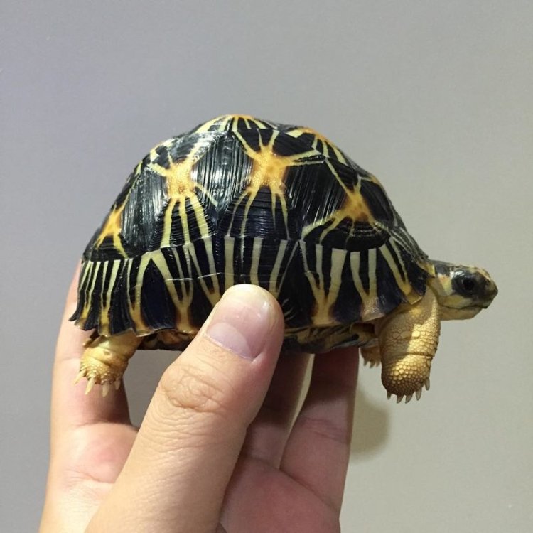 Pet baby tortoise for sale | tortoiseshome.com | Pearltrees