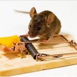 Home Rodent Control Perth