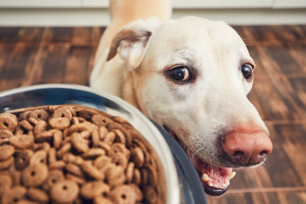 3 Ultimate Reasons Why Protein Hydrolyzed Must Be Included in Pet Food Ingredients – Seatarra Ingredient Alliance