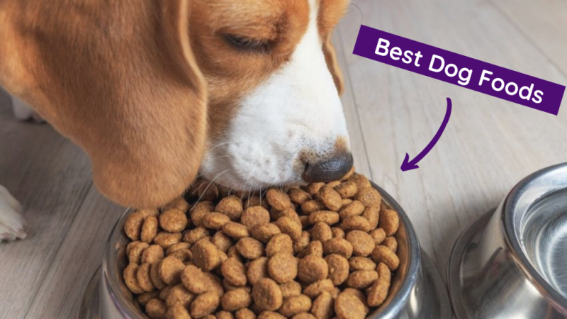 Is Venison Meat Good for Dogs: Healthy Food Checklist: seatarraca — LiveJournal