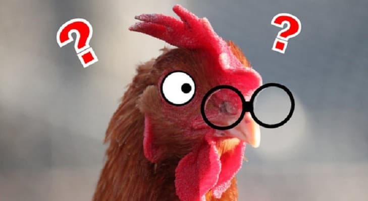 Hướng dẫn kỹ thuật đeo kính cho gà hiệu quả