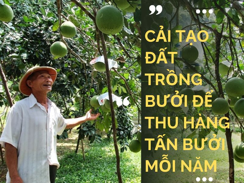 Thay đổi chỉ số pH đất trồng bưởi để thu hàng tấn bưởi mỗi năm