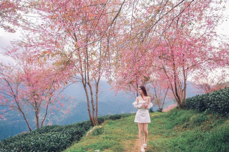 Du lịch Sapa tháng 4 có gì đẹp? Kinh nghiệm từ A - Z