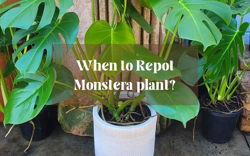 How and When to Repot Monstera to keep your plant happy
