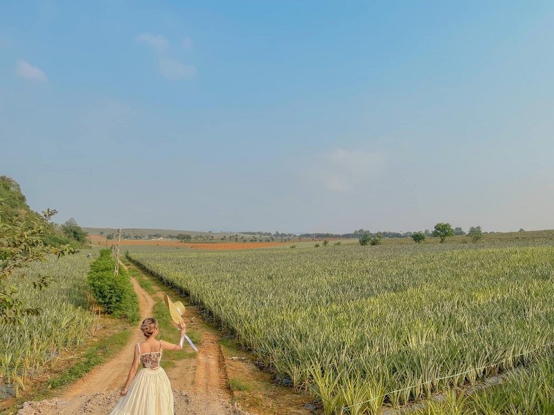 Đồi dứa Tam Điệp - Điểm chụp ảnh sống ảo siêu đẹp 