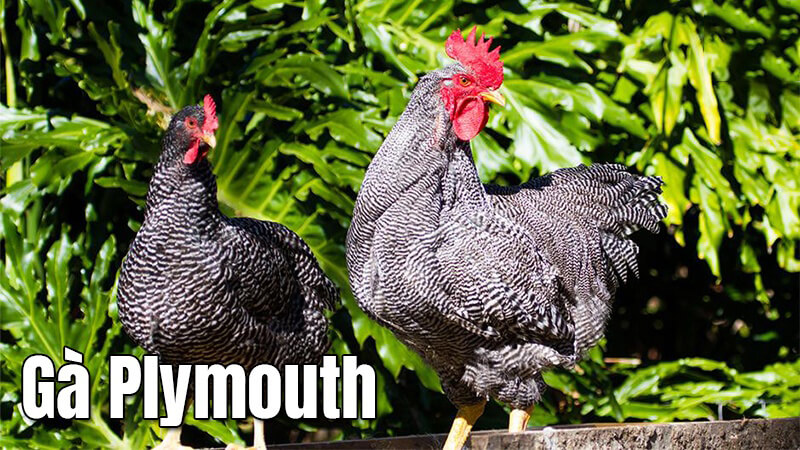 Gà Plymouth Là Gì? Đặc Điểm Và Cách Chăm Sóc