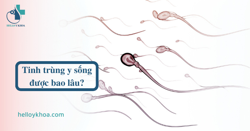 Tinh trùng y sống được bao lâu trong tử cung và âm đạo phụ nữ? | Hello Y Khoa