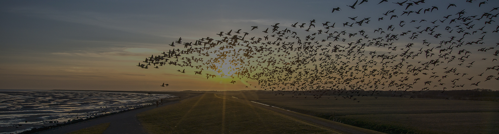 The Great Migration – A look at the US Fixed Income market amid rising inflation and interest rates | Acuity Knowledge Partners