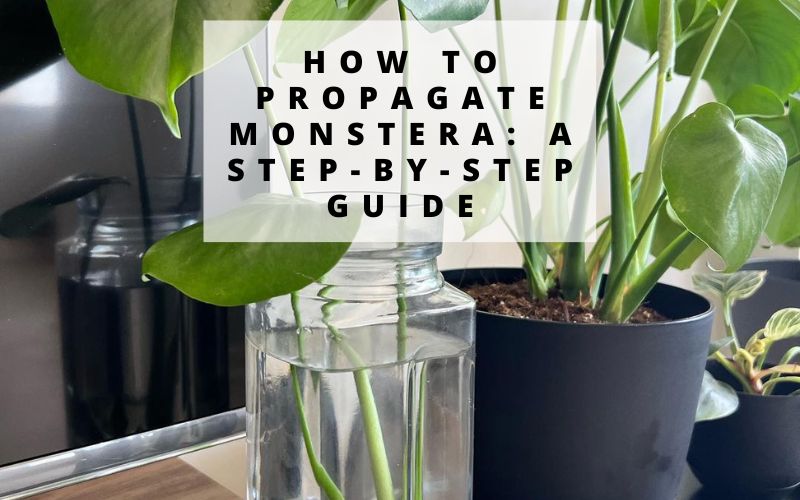 How to Propagate Monstera: A Step-by-Step Guide