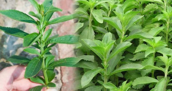 Cỏ ngọt _ Công dụng, bài thuốc và cách dùng đúng liều lượng