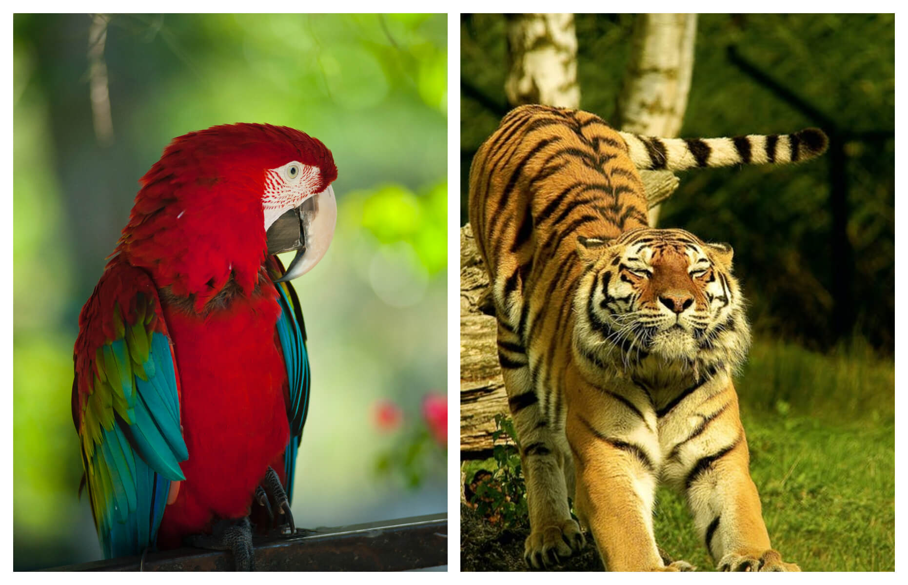 Top 6 Animals In Danger That You Don’t Know