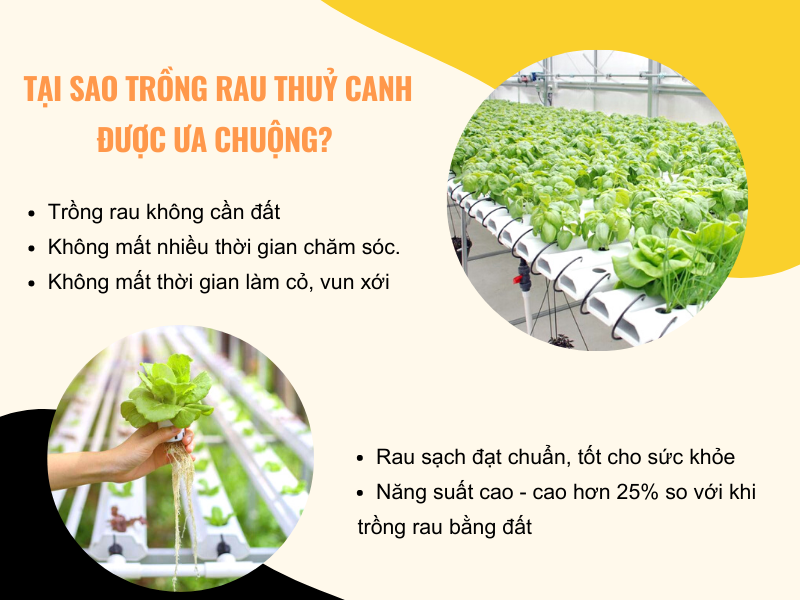 Top Những Thiết Bị Quan Trọng Cần Phải Có Trong Trồng Thủy...