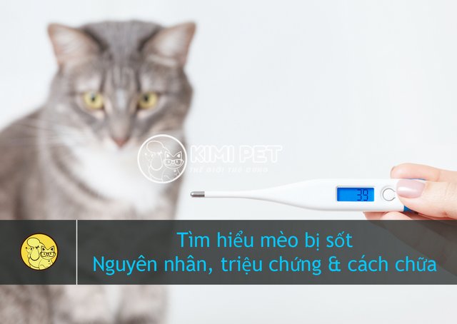 【GIÚP ĐỠ】Mèo bị sốt phải làm sao mà cực ít người biết