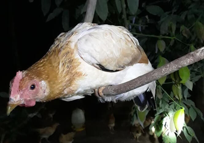 Vì sao gà ngủ trên cây? Có nên cho gà ngủ trên cây không?