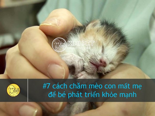 Top #7 cách chăm mèo con mất mẹ để bé phát triển khỏe mạnh