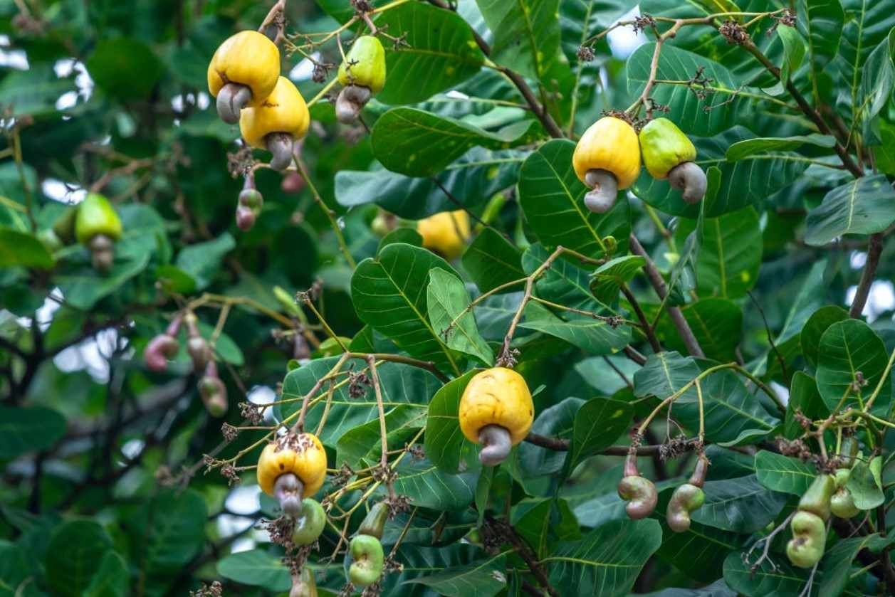 What Is A Cashew Tree? How To Grow & Care Cashew Trees?