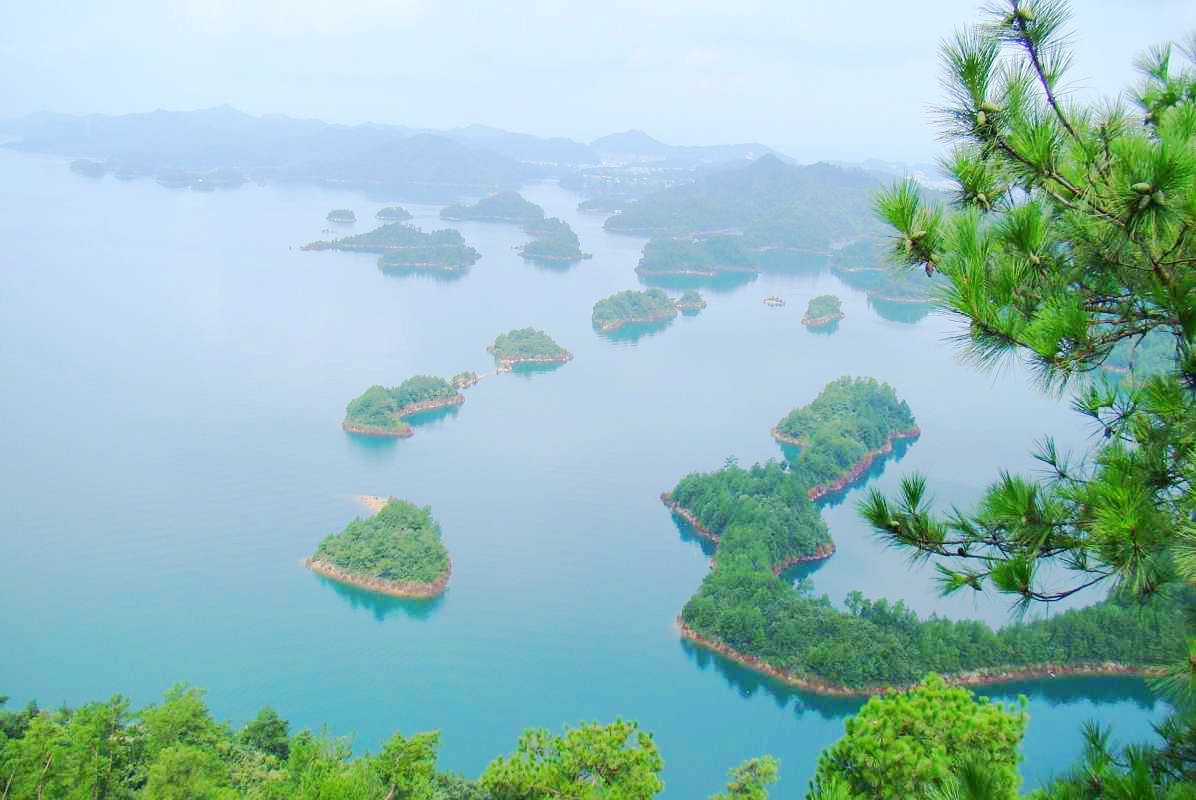 Pine Pollen Powder(Cell Cracked Ratio>98%)-TCM Adaptogen Warehouse