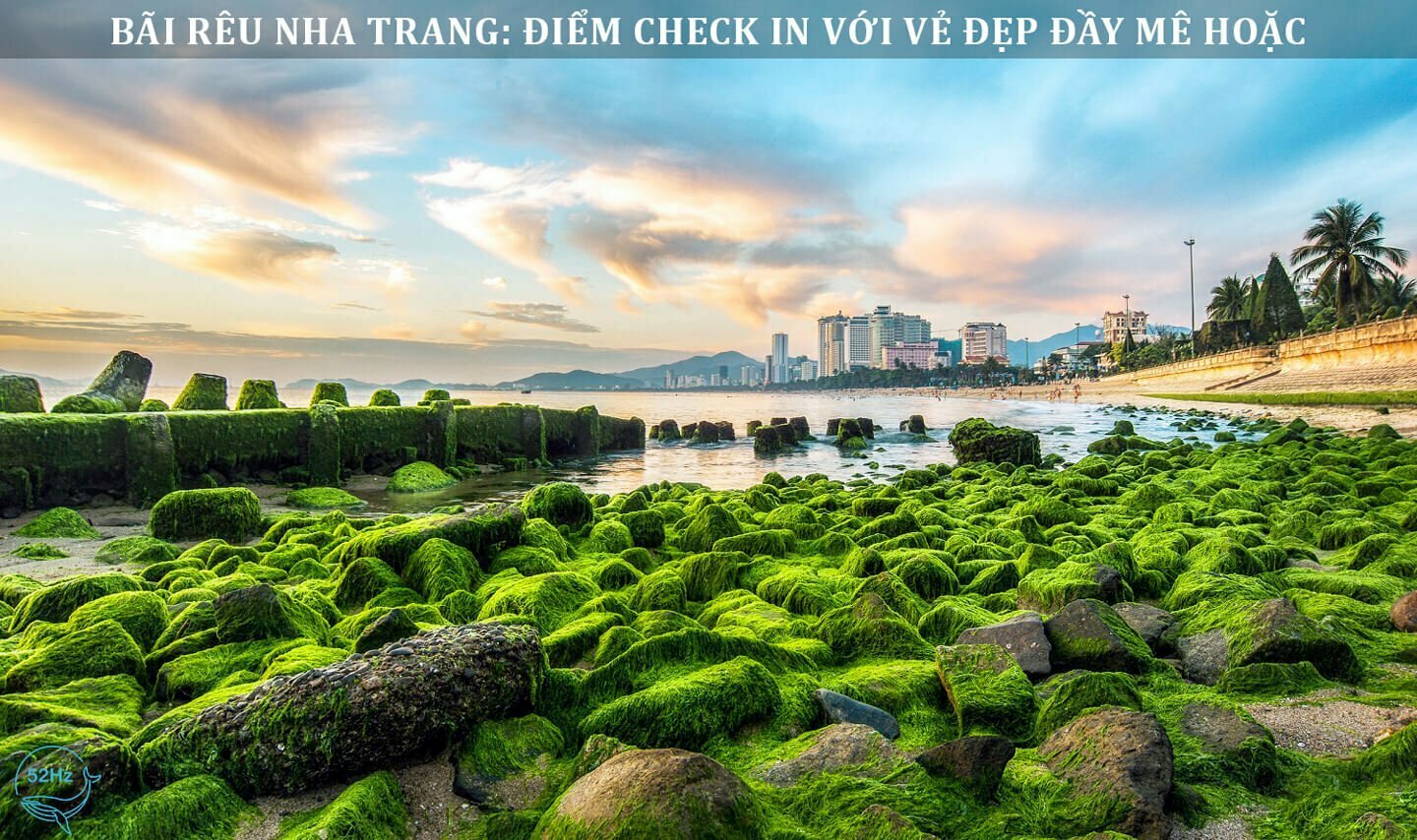 chiêm ngưỡng và ngắm nhìn sắc đẹp bãi rêu xanh Nha Trang