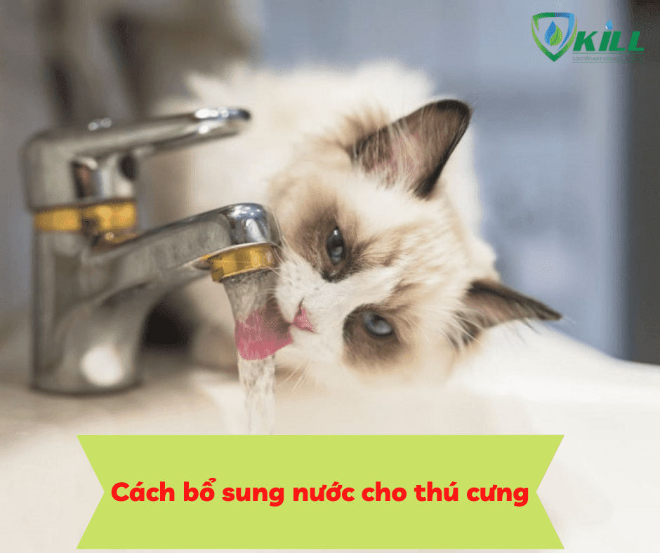 Cách bổ sung nước cho thú cưng