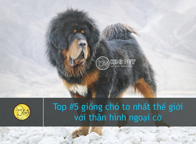 Top #5 giống chó to nhất thế giới với thân hình ngoại cỡ