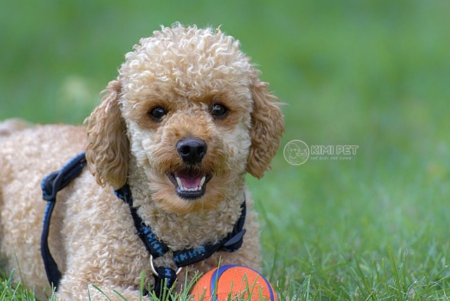 [40+] Các kiểu lông chó Poodle đẹp cho thú cưng tỏa sáng