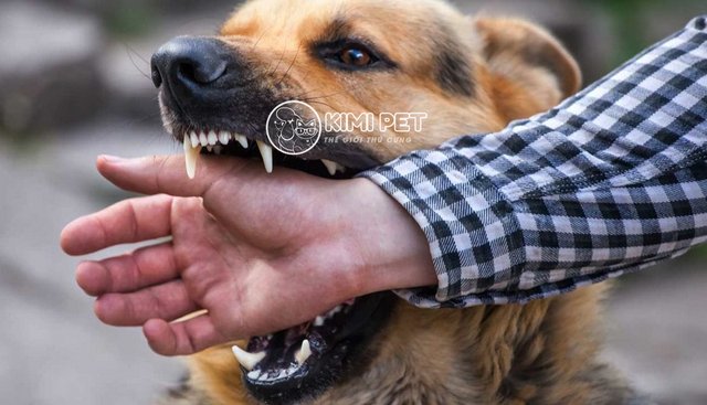 [Giải đáp] Bị chó cắn kiêng gì và những quan niệm sai lầm