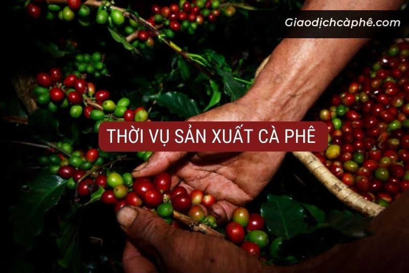 Sàn Giao Dịch Cà Phê