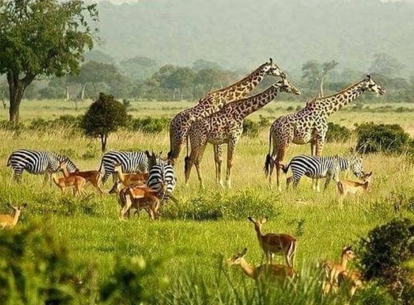 How Are Gorilla Trekking Safaris Conducted?