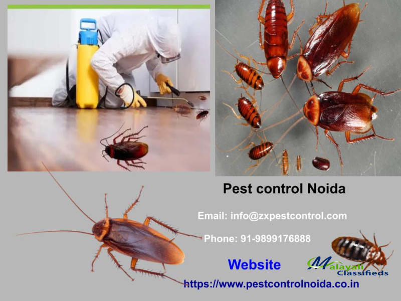 Hiring  Pest Control service For Your Home or Office - Malayali Classifieds - Kerala Classifieds