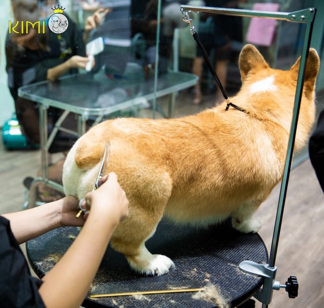 Cách tỉa lông chó Corgi tại nhà với #5 bước cơ bản