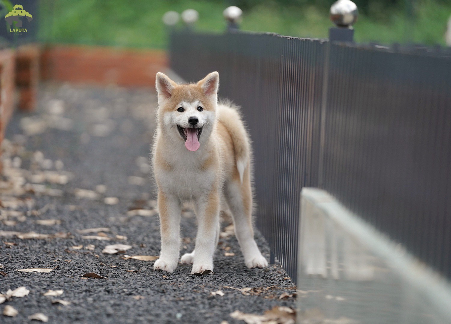 Chó Akita Inu giá bao nhiêu? | Cập nhật giá mới nhất hiện nay