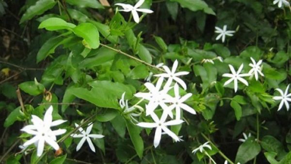 Chè vằng: 10+ Công dụng bất ngờ và cách sử dụng an toàn