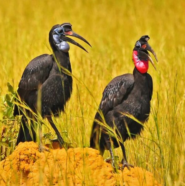 What Are The Requisites Of Chimpanzee Viewing? - AtoAllinks