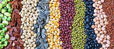 Fruit & Vegetable Seeds Market Size, Revenue, Challenges - 2025