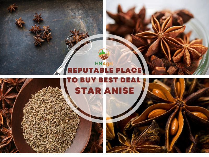 Buy Star Anise In The Most Reputable Places With Reasonable Price