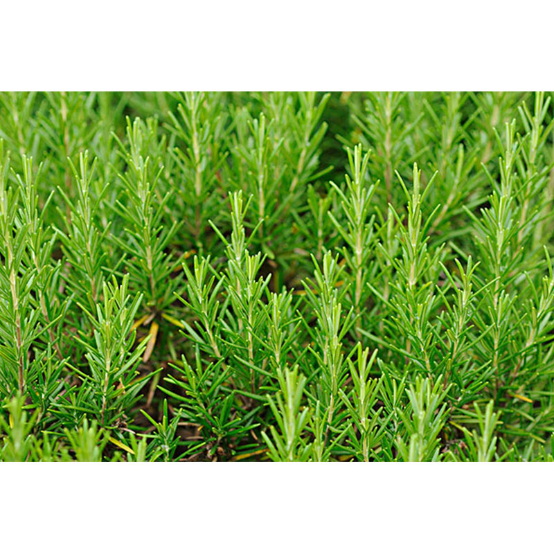 Ginseng extract, Schisandra extract, Rosemary extract, Centella extract-Hunan Nuoz Biological Technology Co., Ltd