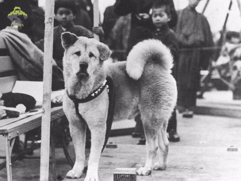 Chó Hachiko Akita Inu - Câu chuyện có thật về lòng trung thành