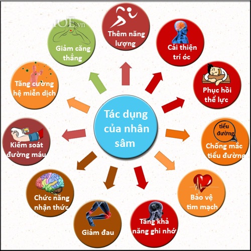 20 ++ Công dụng của nhân sâm hàn quốc đối với sức khỏe con người