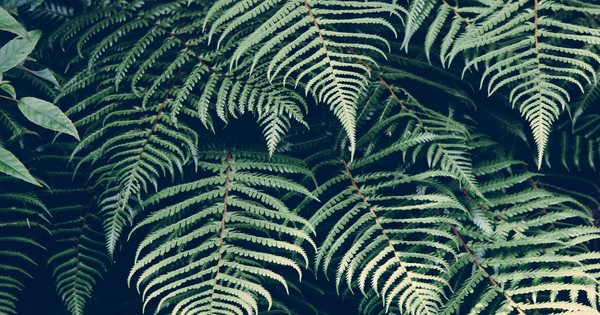 Icarscom's answer to Which aloe vera gel is best? - Quora